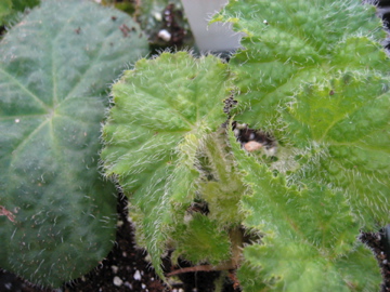 B. ‘Chichee’